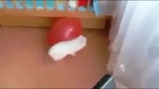 Zajac sa vyplašil keď praskol balon.