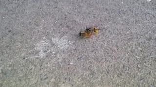 Súboj na život a na smrť Včela proti ose