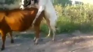 Trapas pri páreni
