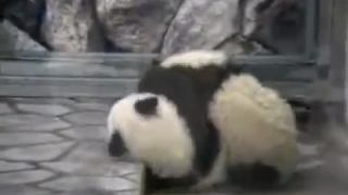 Kung Fu Pandy