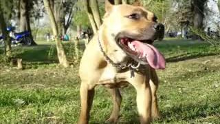 Perla