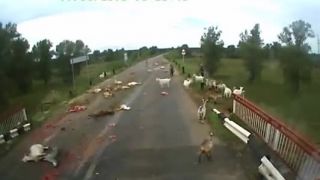 Kamionista zrazil kozy