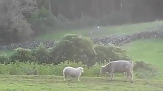Baran vs. krava