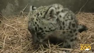 Leopard snežný