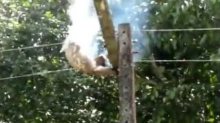 Medvedik na elektrickom vedení