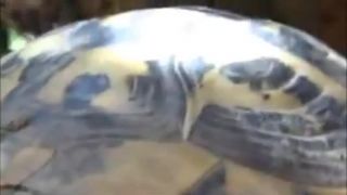 Ako to robia Turtles Korytnačky :D
