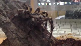 Poecilotheria regalis