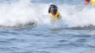 Pes surfista