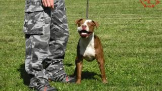 APBT JL's Berry
