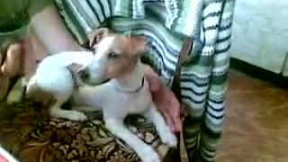 Jack russel spieva