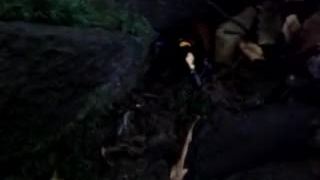 Salamandra škvrnitá