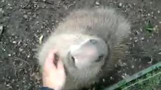 Capibara rada škrabkať
