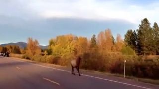 Jeleň si zabehal s motorkou