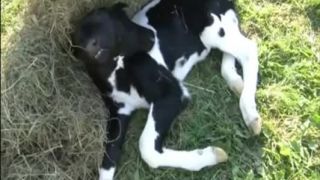 Teliatko s dvomi hlavami
