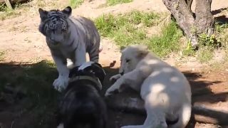 Bulldog, lev a tiger