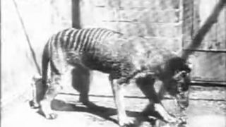 Tasmánsky tiger (Thylacinus cynocephalus)