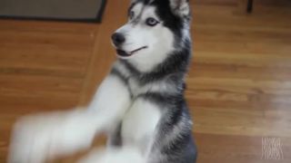 MISHKA doggy