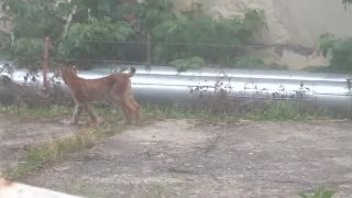 Vyjadrenie skúseného poľovníka
