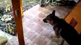 Nemecky ovciak rad pozuje