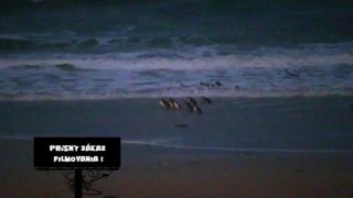Suchozemci pozorujú tučniaky na Phillip Island