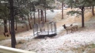 Los na trampolíne