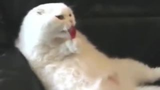 Mačka relaxuje