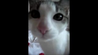 Zábavné mačiatka , funny cats