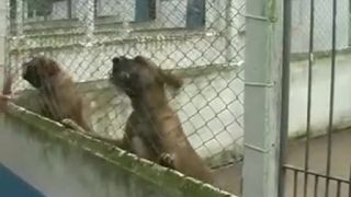 Fila Brasileiro - Brazilsky Fila