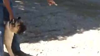 Cane Corso v akcii