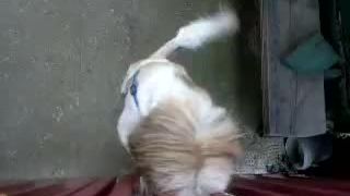 Leo a Bony