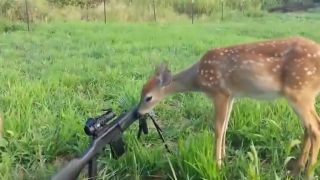 Bambi na strelnici