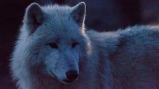 Nox Arcana - Night of the wolf - D.M.V. - Production