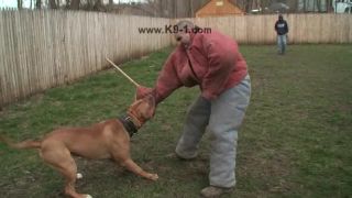 Bandog Tito