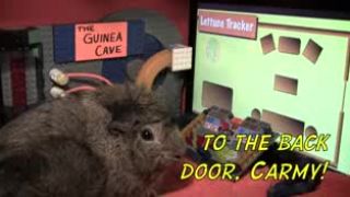 To the Guineamobile!