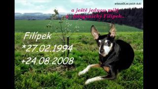 Les psích duší - Stromečky nejen psích dušiček