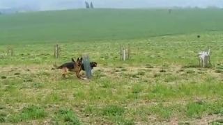 Holly,Lesan a Míša v Lese psích duší