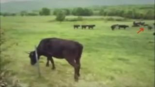 UFO unáša kravu HD!!