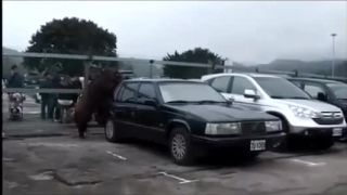 Pekné Volvo, pekné