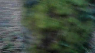 Petarda Bj