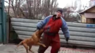 Dogue de Bordeaux v akcii