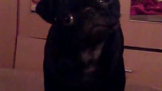 Zvedavý MOPS