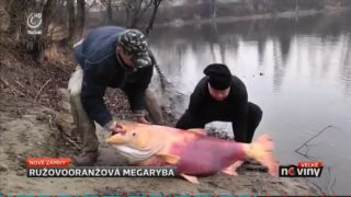 MEGARYBA Oranžový Tolstolobik