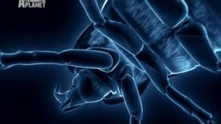 Nelítostné války hmyzu: Zuřivost v deštném pralese