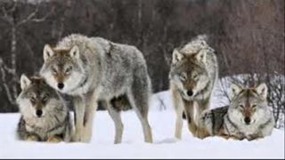 Dio - Lock Up the Wolves - D.M.V. - Production