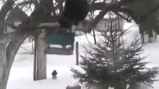 Mačka vykradla vtáčiu búdku