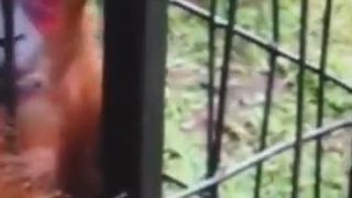 Mini Compilation funny videos/ Februar 2014