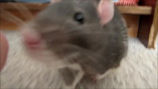 Napadnutie reportera
