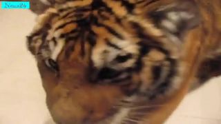 Tiger v domácnosti