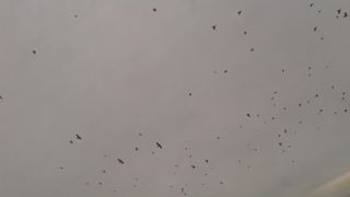 UFO, svetelné objekty sprevádzané preletom vrán 10.2.2014