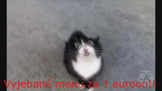 Dabované Mačky 2+titulky